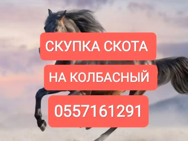 Horse (M), Horses — Kyrgyzstan