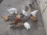 Chickens — รูปภาพ 2