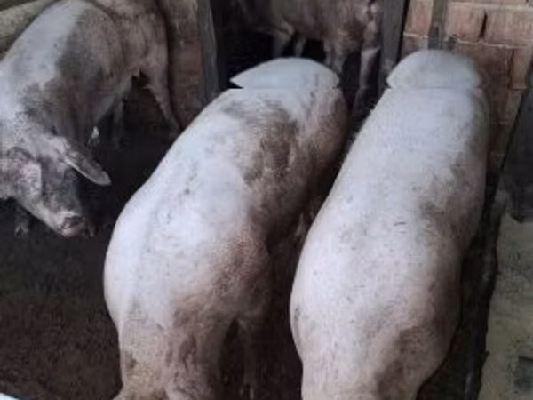 Sow, Pigs — Hungary