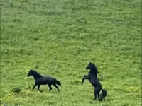 குதிரை, Karachay horse — புகைப்படம் 8
