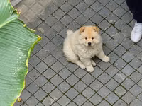 🐶 SATILIR – ÇAU-ÇAU Erkək Çau-Çau balasıdır. 2 aylıqdır, rəngi ağdır — 1 зураг