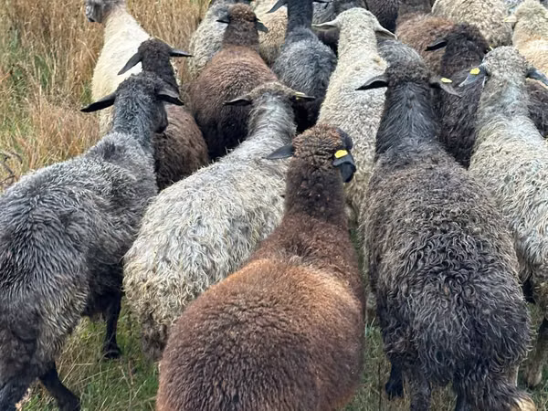 Sheep, Bessarabian sheep