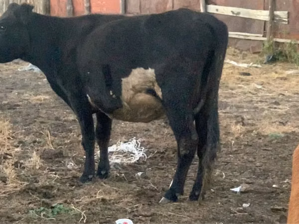 Cow, Latvian Blue cattle — Kazakhstan
