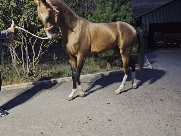 Horse (M), Akhal-Teke