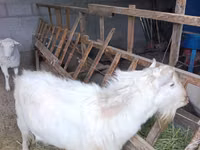 نعجة, Rhon sheep — الصورة 6
