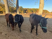 Kůň, Hucul pony — foto 1