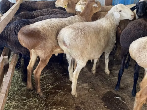 Ram, Sheep — Kazakhstan