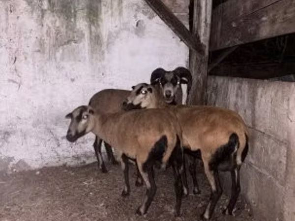 Ram, Cameroon sheep