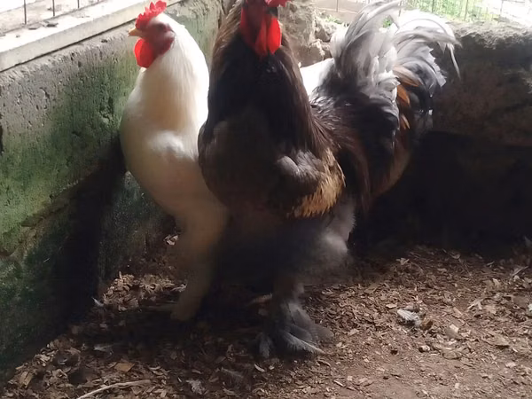Brahma