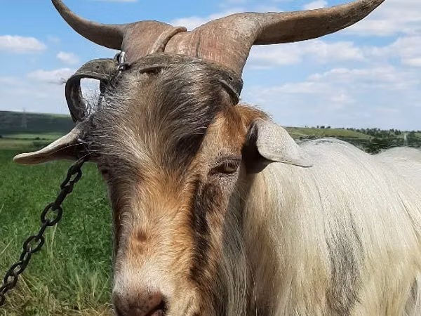 Billy Goat, Goats — Moldova