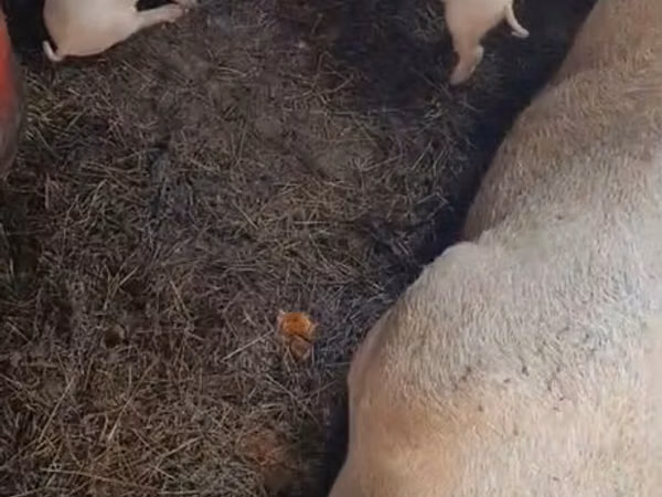 Pigs (batch, sex not specified), Pigs — Kazakhstan