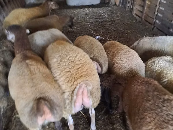 Ram, Sheep