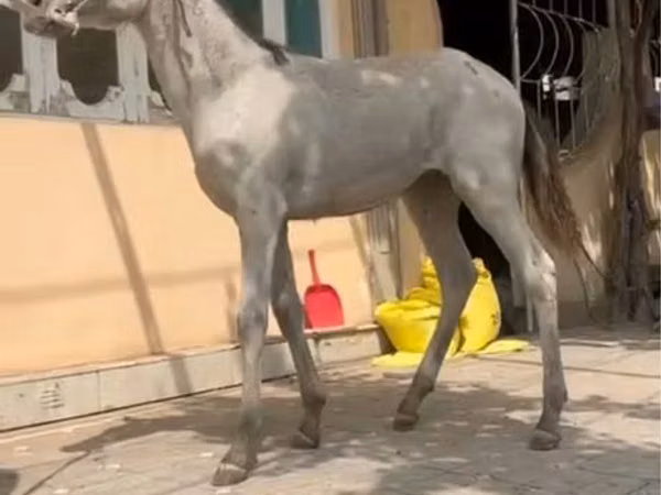 Pferde (Partie, Geschlecht nicht angegeben), Kyrgyz Horse