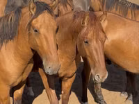 Horse (M), Mugalzhar horse — photo 1