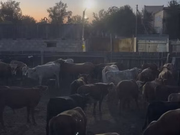 Bull, Cattle — Kazakhstan