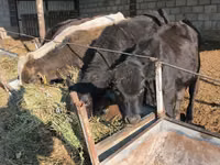 Bull, Cattle — photo 4