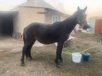Kuda betina, Horses — foto 3