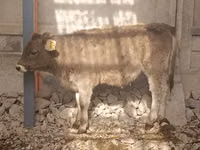 Cow, Swiss cattle — photo 2