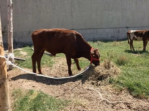 Bull, Cattle — Uzbekistan