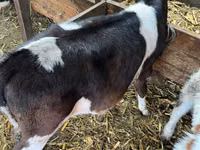 Vache, Russian Black pied cattle — photo 4