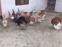 Turkeys — ছবি 5