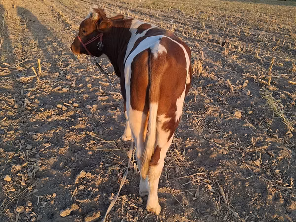 Bull, Simmental cattle — Uzbekistan