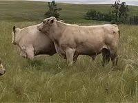 Bull, Auliekol breed — photo 6
