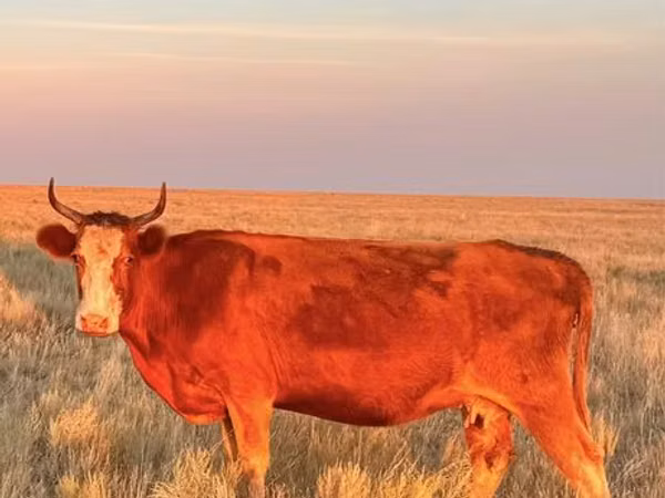 گاو ماده, Latvian Blue cattle