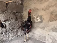 Chickens — புகைப்படம் 2