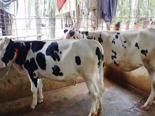 Cow, Holstein breed — Bangladesh