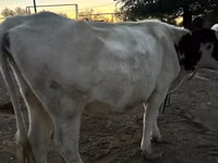 Cow, Swiss cattle — photo 2