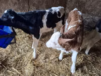Bò đực, Russian Black pied cattle — ảnh 5
