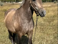 Mare, Horses — photo 2