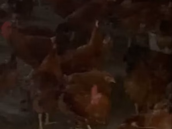 Chickens — Armenia