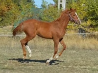 Cavallo, Kisber felver — foto 4