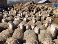 Carneiro, Kuibyshev sheep — foto 4
