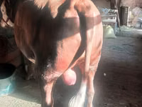 Bull, Cattle — photo 5