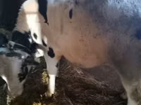 Бик, Russian Black pied cattle — снимка 6