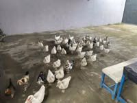 Ducks — снимка 5