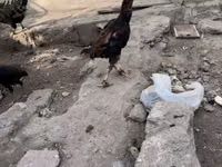 Chickens — عکس 3