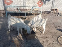 بز نر, Saanen goat — عکس 2