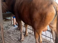 Bull, Cattle — photo 2