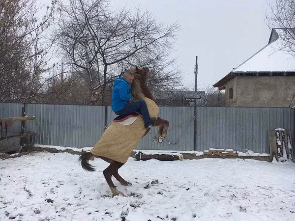 Horses (batch, sex not specified), Horses