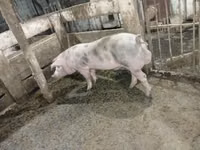 Boar — photo 3