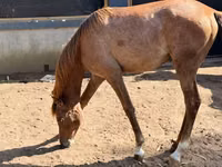 घोड़ी, Arabian horse — फ़ोटो 3