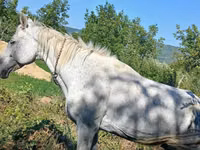 Horse (M), Horses — photo 2
