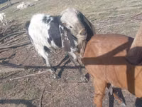 تيس, Nubian Goat — الصورة 2