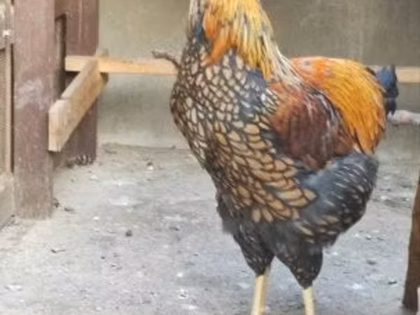 وایندوت