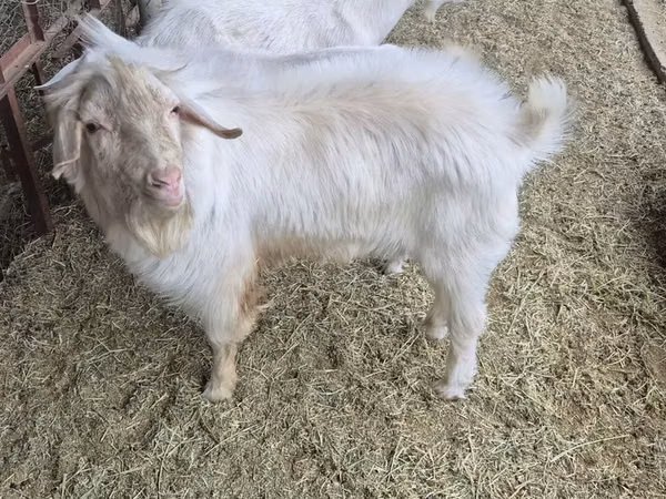 Billy Goat, Goats — Uzbekistan