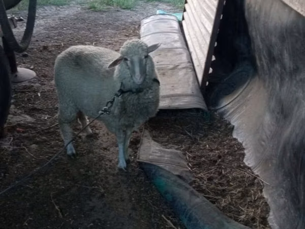 Sheep, Sheep — Moldova